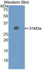 EBF2 Antibody in Western Blot (WB)