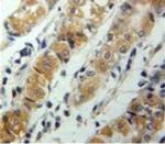 CXCL17 Antibody in Immunohistochemistry (Paraffin) (IHC (P))