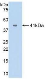 CXCL17 Antibody in Western Blot (WB)