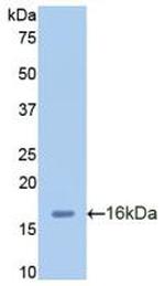 CXCL2 Antibody in Western Blot (WB)