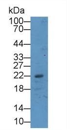 G-CSF Antibody in Western Blot (WB)