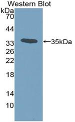 CCL7 (MCP3) Antibody in Western Blot (WB)