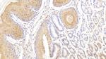 cGAS Antibody in Immunohistochemistry (Paraffin) (IHC (P))