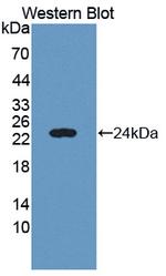 cGAS Antibody in Western Blot (WB)