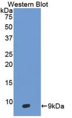 beta-3 Defensin Antibody in Western Blot (WB)