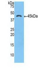 SERPINA3 Antibody in Western Blot (WB)