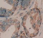 ADAMTS16 Antibody in Immunohistochemistry (Paraffin) (IHC (P))