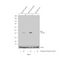 IDO Antibody in Western Blot (WB)