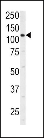 CD49f Antibody in Western Blot (WB)