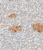 NSE Antibody in Immunohistochemistry (Paraffin) (IHC (P))