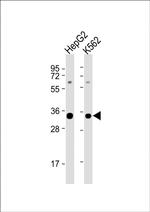 SRSF2 Antibody in Western Blot (WB)