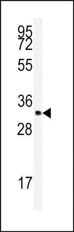 SRSF2 Antibody in Western Blot (WB)