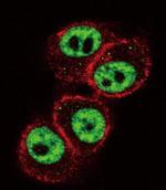 RUNX1 Antibody in Immunocytochemistry (ICC/IF)