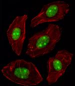 NPM1 Antibody in Immunocytochemistry (ICC/IF)