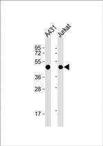 EBP1 Antibody in Western Blot (WB)