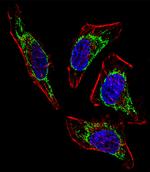 HSP60 Antibody in Immunocytochemistry (ICC/IF)