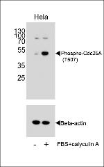 Phospho-Cdc25A (Thr507) Antibody in Western Blot (WB)