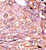 Phospho-p300 (Ser89) Antibody in Immunohistochemistry (Paraffin) (IHC (P))