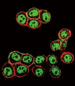 Phospho-SMAD3 (Ser208) Antibody in Immunocytochemistry (ICC/IF)