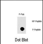 Phospho-c-Raf (Ser296) Antibody in Dot Blot (DB)