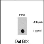 Phospho-c-Raf (Ser471) Antibody in Dot Blot (DB)