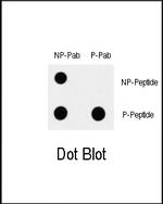 Phospho-TAK1 (Ser192) Antibody in Dot Blot (DB)