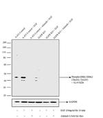 Phospho-ERK1 (Thr202, Tyr205) Antibody in Western Blot (WB)