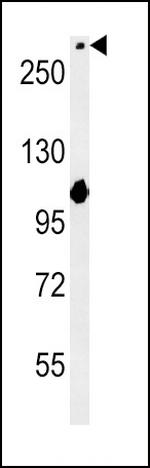 NOTCH3 Antibody in Western Blot (WB)