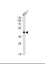 SIRT3 Antibody in Western Blot (WB)