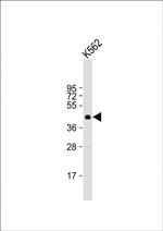 SIRT6 Antibody in Western Blot (WB)