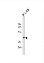 SIRT7 Antibody in Western Blot (WB)