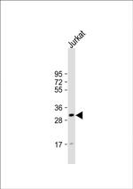 CD82 Antibody in Western Blot (WB)