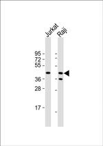 CD82 Antibody in Western Blot (WB)