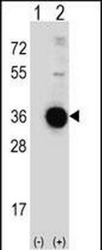 DDIT4 Antibody in Western Blot (WB)