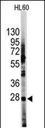 HES1 Antibody in Western Blot (WB)