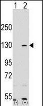 PARP1 Antibody in Western Blot (WB)