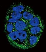 FXN Antibody in Immunocytochemistry (ICC/IF)