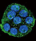 IL1RA Antibody in Immunocytochemistry (ICC/IF)