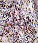 CNOT8 Antibody in Immunohistochemistry (Paraffin) (IHC (P))