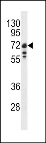 Lamin B1 Antibody in Western Blot (WB)