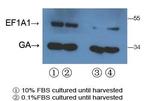 EEF1A1 Antibody in Western Blot (WB)