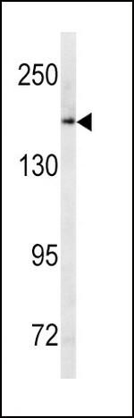 MRP1 Antibody in Western Blot (WB)