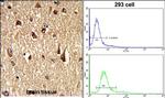 FOXO1 Antibody in Immunohistochemistry (Paraffin) (IHC (P))