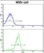 CRM1 Antibody in Flow Cytometry (Flow)