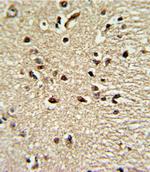 PAX4 Antibody in Immunohistochemistry (Paraffin) (IHC (P))