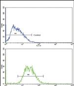 Transthyretin Antibody in Flow Cytometry (Flow)