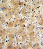 Transthyretin Antibody in Immunohistochemistry (Paraffin) (IHC (P))