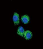 MCP-1 Antibody in Immunocytochemistry (ICC/IF)