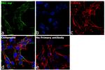 PKC mu Antibody in Immunocytochemistry (ICC/IF)