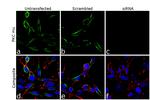 PKC mu Antibody